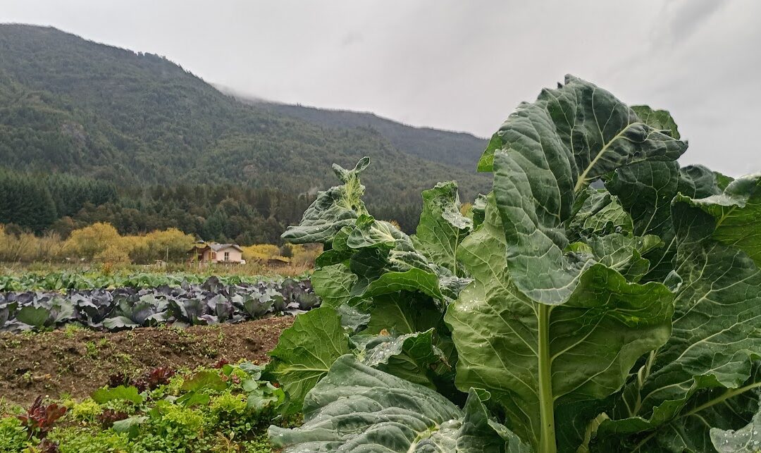 Entre el hambre y la commoditificación del alimento: la disyuntiva para cosechar soberanía alimentaria en Argentina